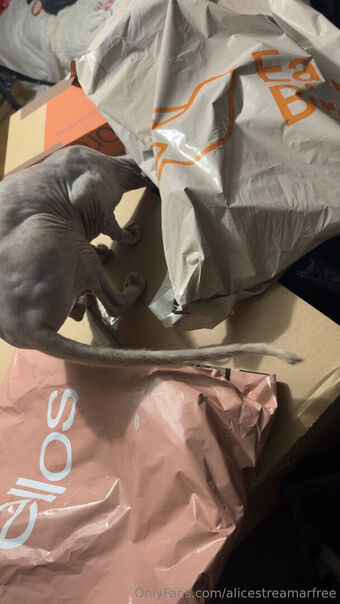 alicestreamarfree Nude Leaks OnlyFans Photo 4