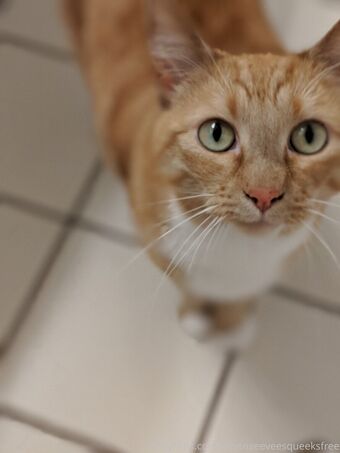 athenaeeveesqueeksfree