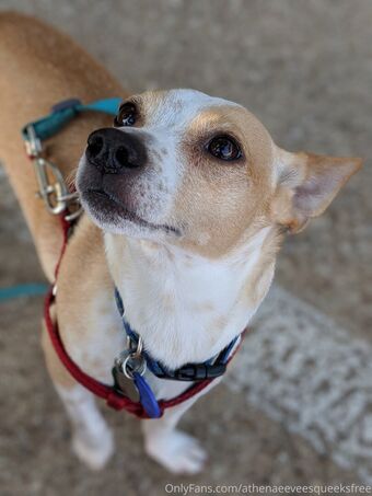 athenaeeveesqueeksfree