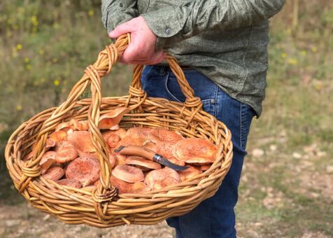 Magicmushroom