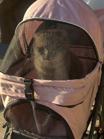 Saizneko Nude Leaks OnlyFans Photo 397