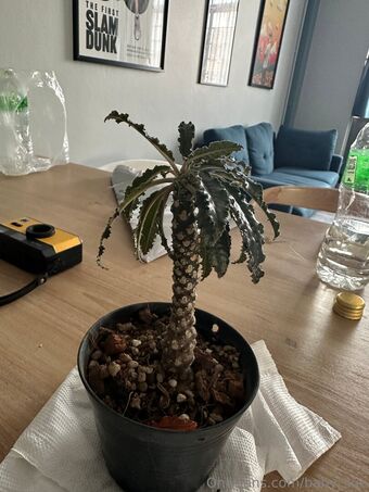 solazolafree