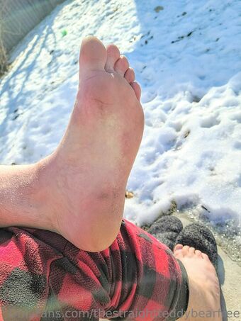 thestraightteddybearfree