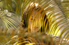 Carmen Rae Nude LeakedModels.com 561.jpg